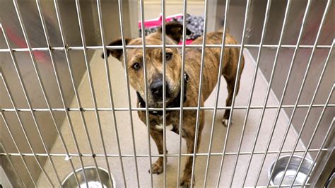 Denver animal shelter adoption - Denver Animal Shelter has one of the highest placement rates of homeless pets among municipal shelters in the U.S. Address: 1241 W. Bayaud Ave. Denver, CO 80223. Call Us: 720-913-1311. 